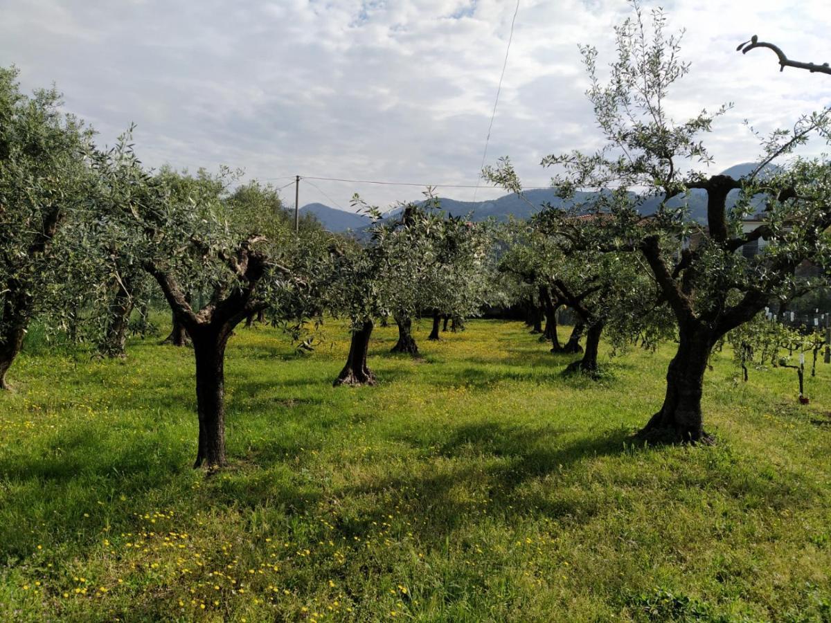 Agriturismo La Vite Maritata Pietrasanta Εξωτερικό φωτογραφία