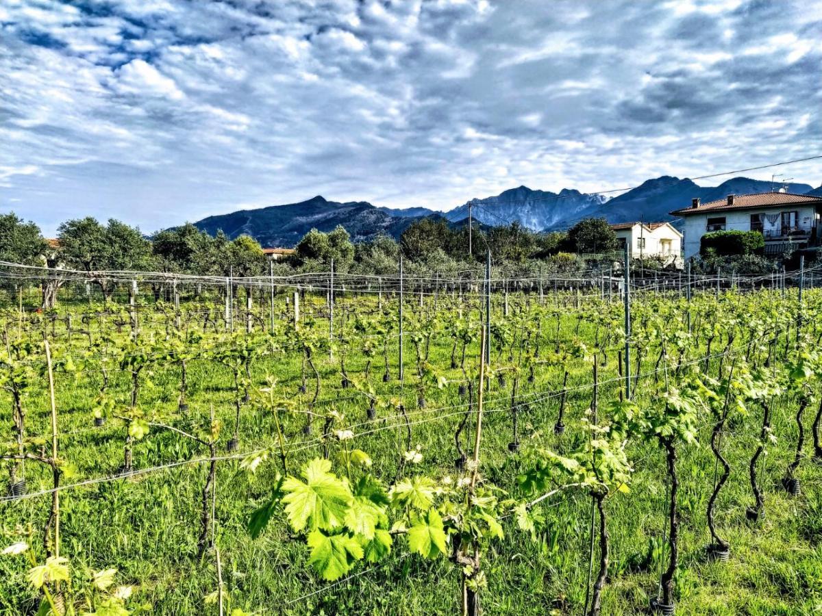 Agriturismo La Vite Maritata Pietrasanta Εξωτερικό φωτογραφία